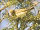 Possible Lesser Masked Weaver (Ploceus intermedius)