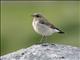 Northern Wheatear (Oenanthe oenanthe)