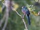 Narina Trogon (Apaloderma narina) - Female