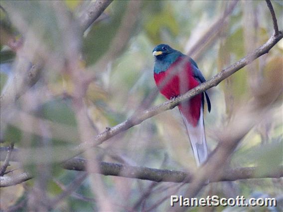 Narina Trogon (Apaloderma narina)