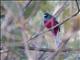 Narina Trogon (Apaloderma narina) - Male