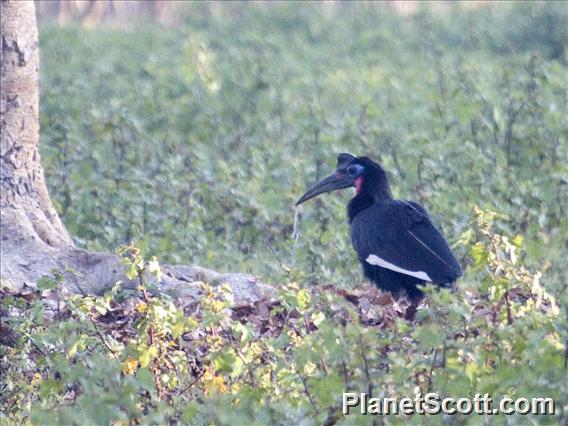 Abyssinian Ground-Hornbill (Bucorvus abyssinicus)