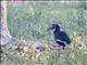 Abyssinian Ground-Hornbill (Bucorvus abyssinicus)