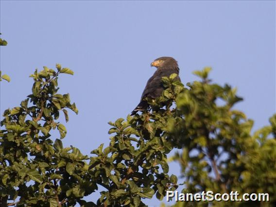 Brown Snake-Eagle (Circaetus cinereus)