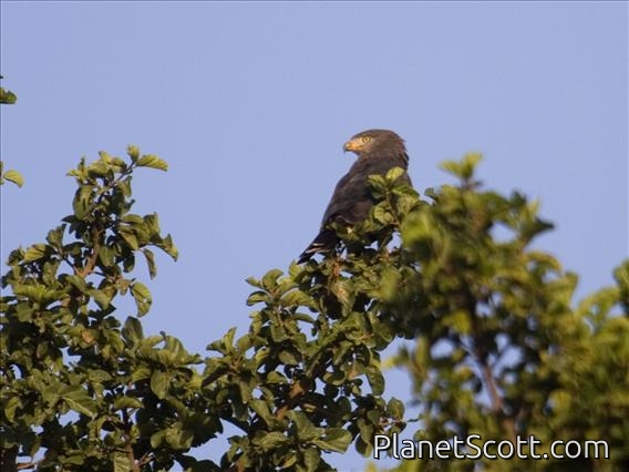 Western Banded Snake-Eagle (Circaetus cinerascens)