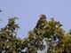 Western Banded Snake-Eagle (Circaetus cinerascens)