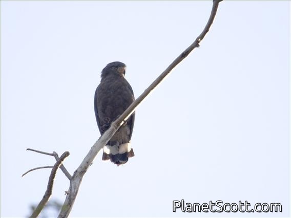 Western Banded Snake-Eagle (Circaetus cinerascens)