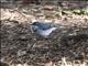 Mountain Wagtail (Motacilla clara)