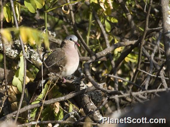 Blue-spotted Wood-Dove (Turtur afer)