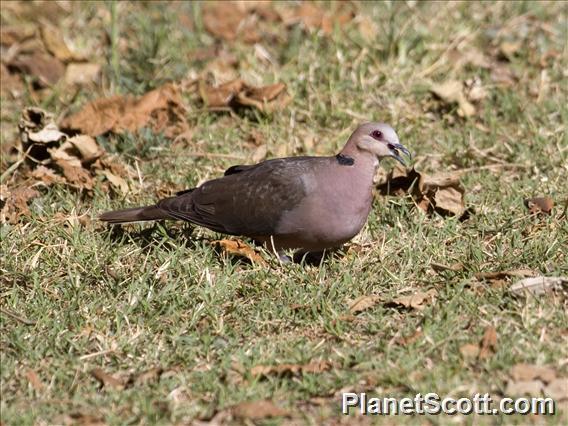 Red-eyed Dove (Streptopelia semitorquata)