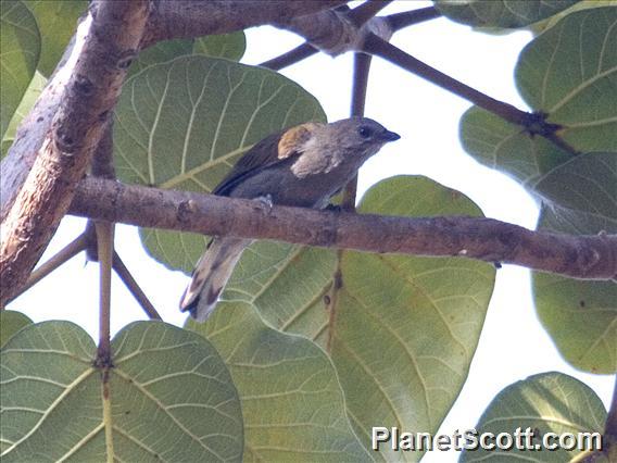 Lesser Honeyguide (Indicator minor)