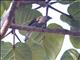 Lesser Honeyguide (Indicator minor)