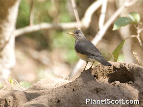 African Thrush (Turdus pelios)