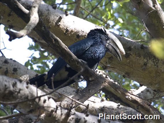 Silvery-cheeked Hornbill (Bycanistes brevis)