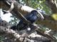 Silvery-cheeked Hornbill (Bycanistes brevis)