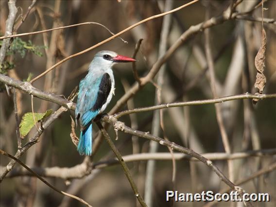 Woodland Kingfisher (Halcyon senegalensis)