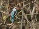 Woodland Kingfisher (Halcyon senegalensis)