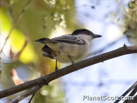 Northern Puffback (Dryoscopus gambensis)