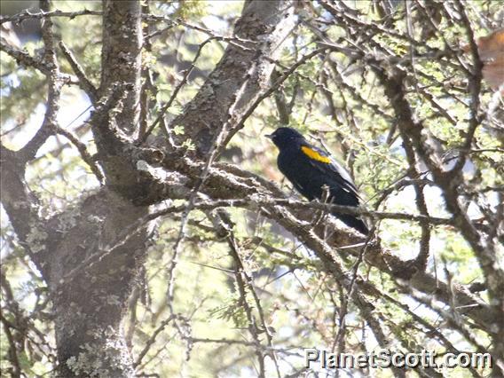 Red-shouldered Cuckoo-shrike (Campephaga phoenicea)