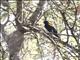 Red-shouldered Cuckoo-shrike (Campephaga phoenicea)