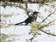 Northern Black-Flycatcher (Melaenornis edolioides)