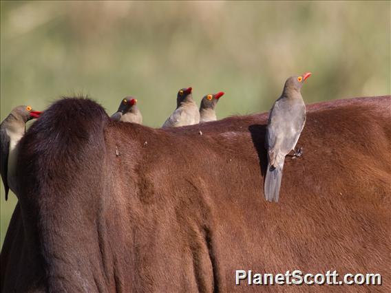 Red-billed Oxpecker (Buphagus erythroryncha)