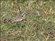 Kittlitzs Plover (Charadrius pecuarius)