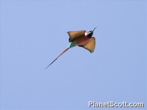 Northern Carmine Bee-eater (Merops nubicus)