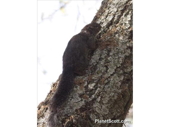 Gambian Sun Squirrel (Heliosciurus gambianus)