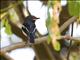 Brown-throated Wattle-eye (Platysteira cyanea)