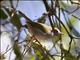 Grey-backed Camaroptera (Camaroptera brevicaudata)