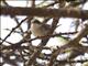 Lesser Whitethroat (Sylvia curruca)