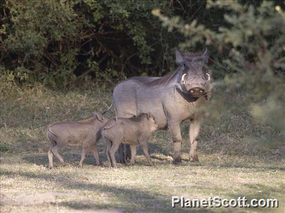 Common Warthog (Phacochoerus africanus)