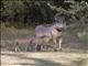 Common Warthog (Phacochoerus africanus)