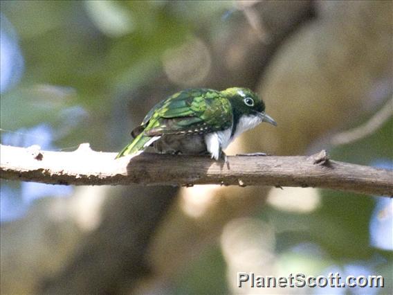 Klaas's Cuckoo (Chrysococcyx klaas)