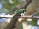 Klaass Cuckoo (Chrysococcyx klaas)