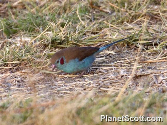 Red-cheeked Cordonbleu (Uraeginthus bengalus)