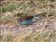 Red-cheeked Cordonbleu (Uraeginthus bengalus) - Male