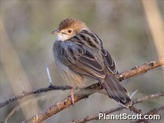 Rattling Cisticola (Cisticola chiniana)