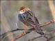 Rattling Cisticola (Cisticola chinianus)