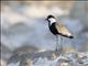 Spur-winged Lapwing (Vanellus spinosus)