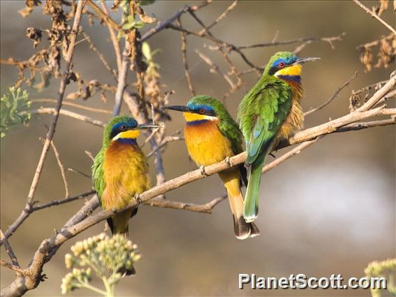 Ethiopian Bee-eater (Merops lafresnayii)