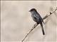 Northern Black-Flycatcher (Melaenornis edolioides)