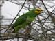 Yellow-fronted Parrot (Poicephalus flavifrons)