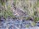 Heuglins Courser (Rhinoptilus cinctus) (Three-banded Courser)