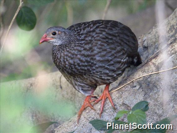 Scaly Francolin (Pternistis squamatus)