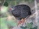 Scaly Francolin (Pternistis squamatus)