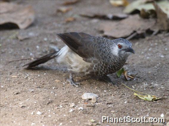 White-rumped Babbler (Turdoides leucopygia)