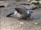 White-rumped Babbler (Turdoides leucopygius)