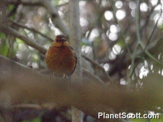 Red-capped Robin-Chat (Cossypha natalensis)